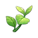 Herb